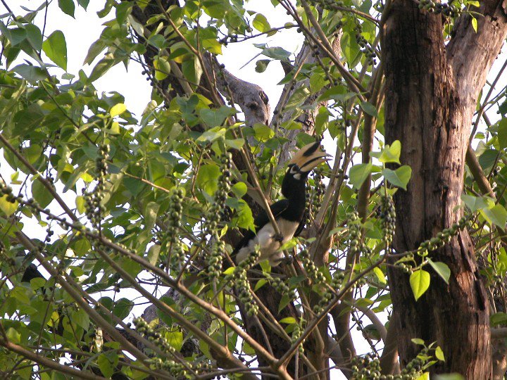 Bardiya (2)