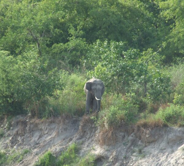 Bardiya Elephant