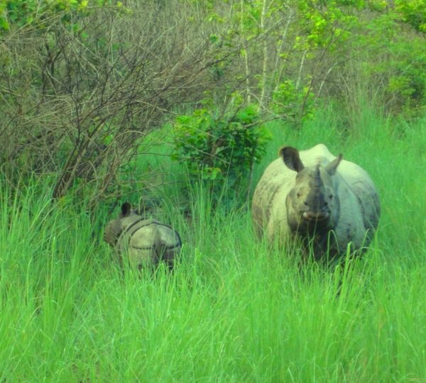 Nepal Wildlife Tour