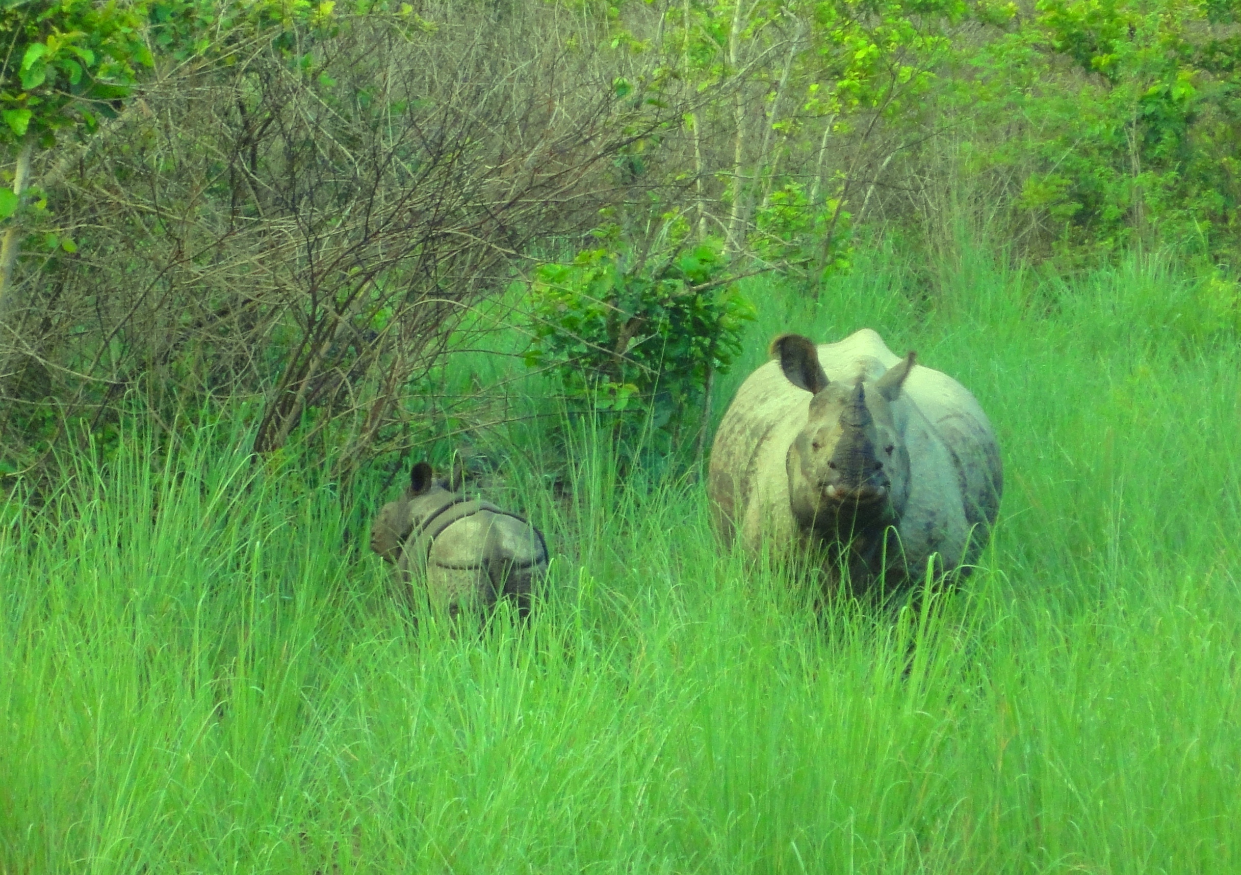 Private tours in Nepal: what the difference actually is 1 Nepal Wildlife Tour