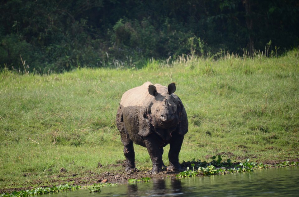 Chitwan