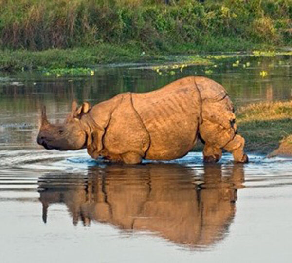 One Horned Rhinocero