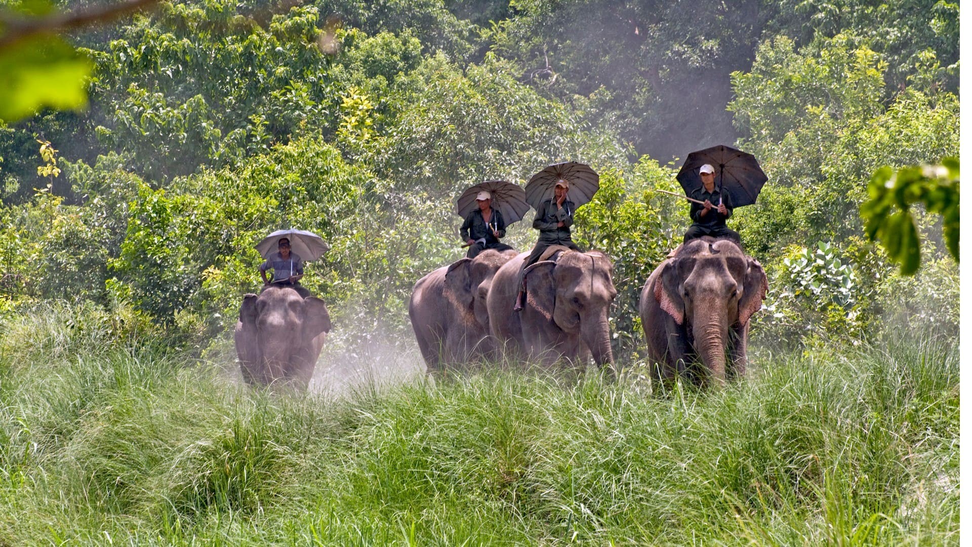 Beyond the Beaten Path: 5 Hidden Gems in Nepal for the Intrepid Traveller 4 Bardia National Park in Nepal, one of the best places to spot Bengal tigers in the wild