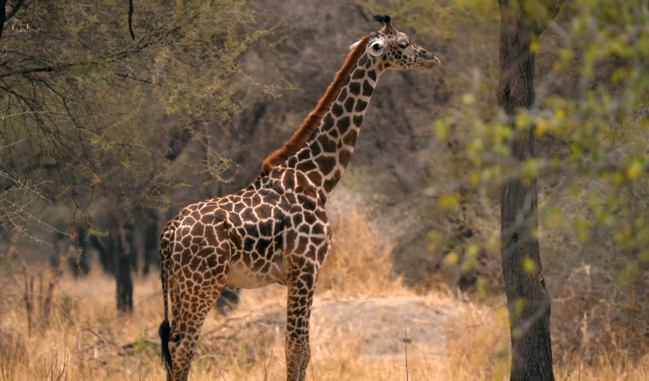 Tarangire National Park Tour