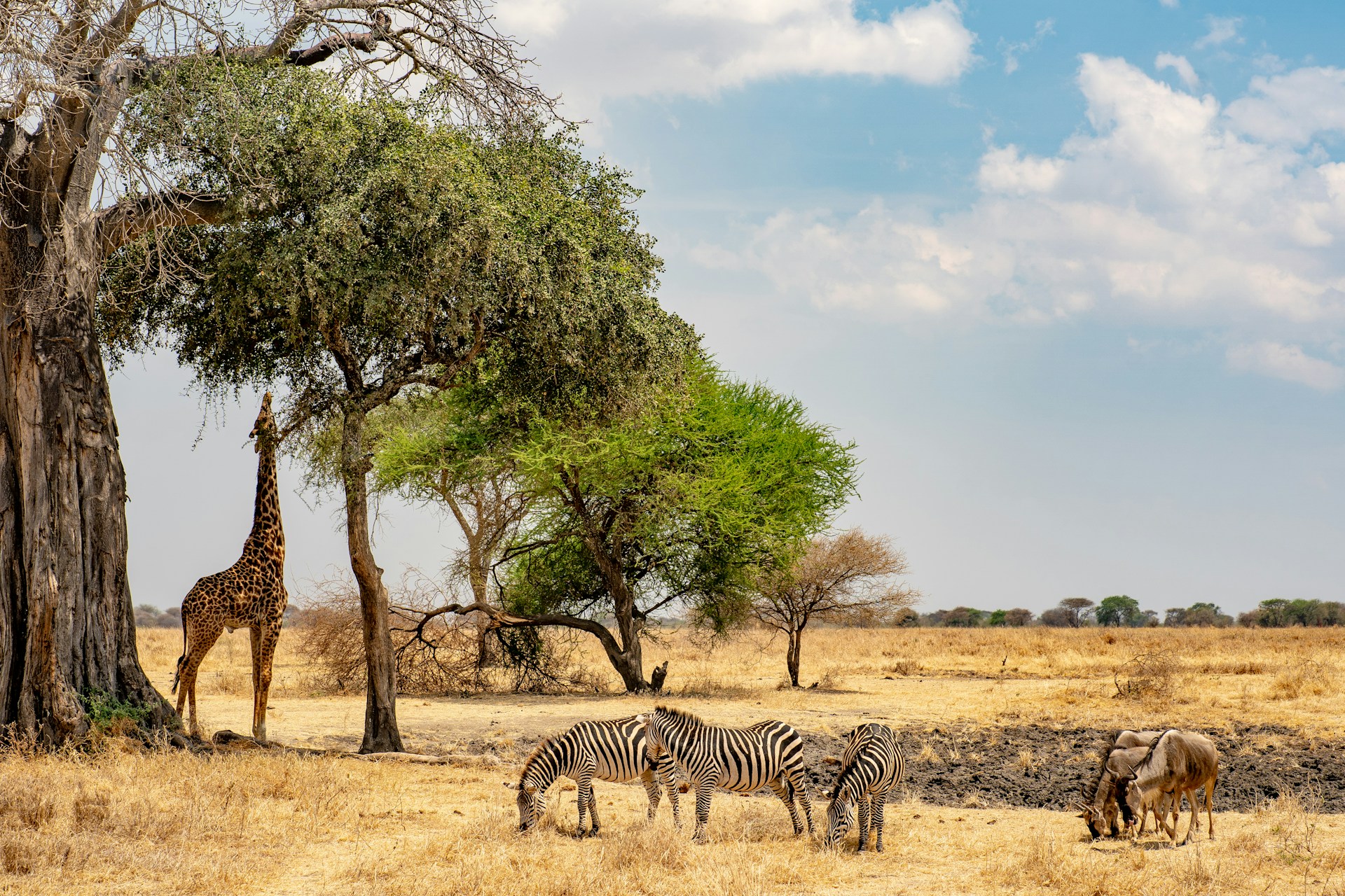Ngorongoro Crater, Tanzanie