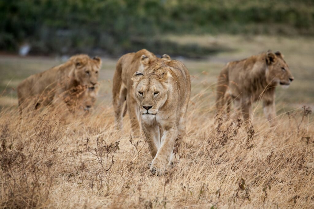 tanzania