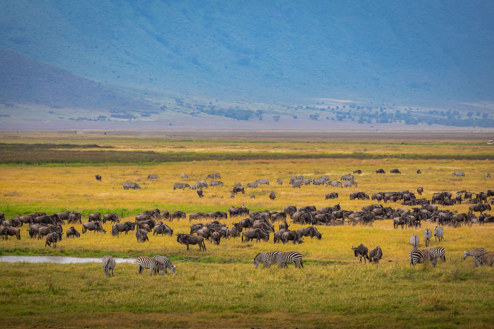 Tanzania Safari from Nepal